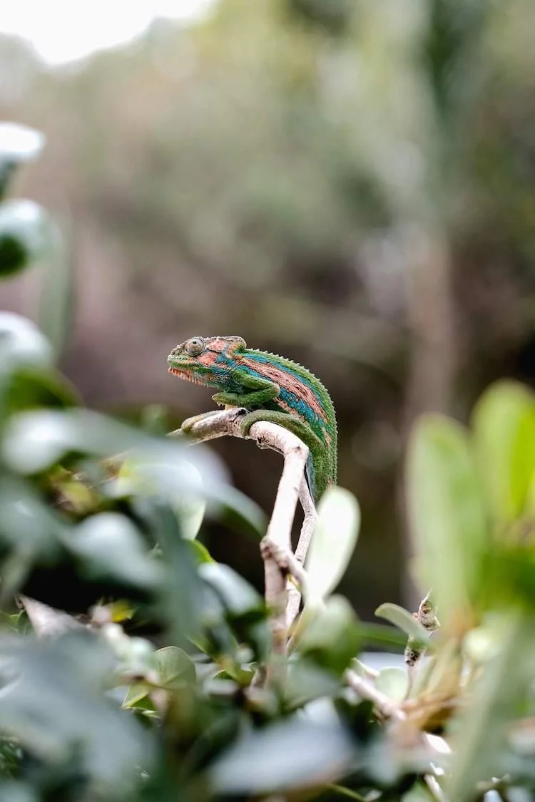 Chameleon safe hotsell live plants